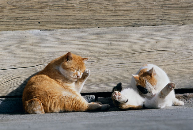 動物写真家 岩合光昭が語る 猫の撮り方 Ilove Cat