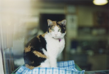 20111021cat.jpg