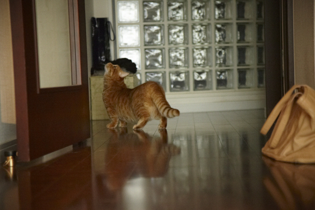 シンガーソングライター 持田香織 うた Ilove Cat