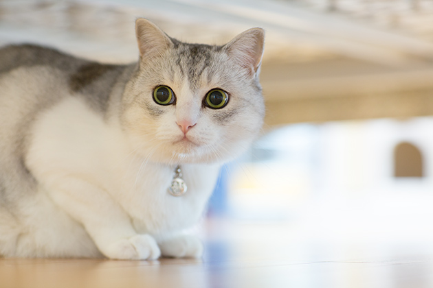 有名猫さんに会ってきた！】 第二回：人気ブログ「うにの秘密基地」編 « ilove.cat