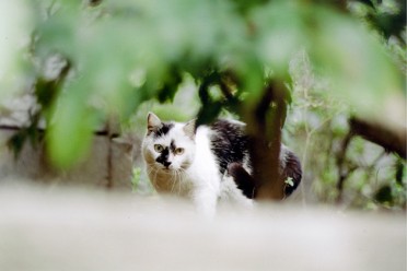 20121022cat.jpg