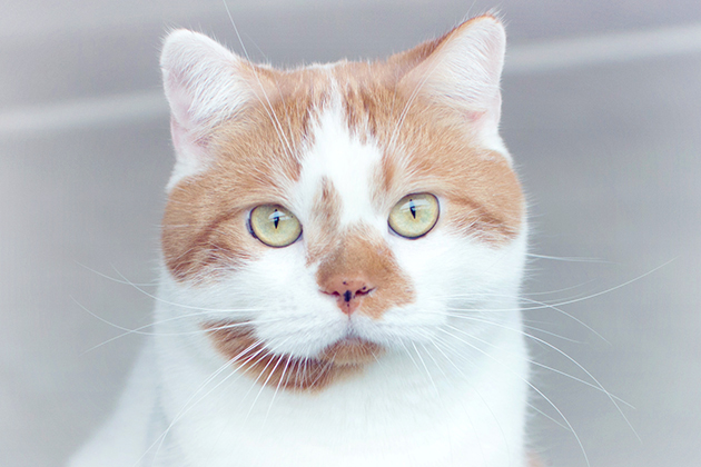有名猫さんに会ってきた 第三回 Instagramで話題のオシャ猫 どんこ 編 Ilove Cat