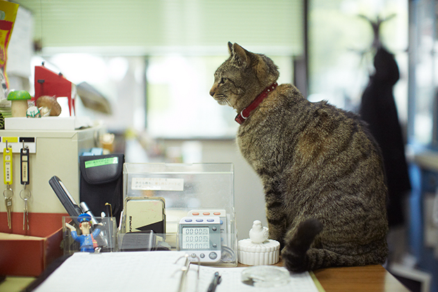 猫は飼い主と他人の声を区別しているのか!? 」東京大学認知行動科学 