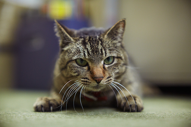 猫は飼い主と他人の声を区別しているのか!? 」東京大学認知行動科学 