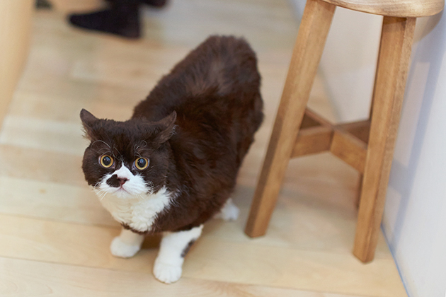 グラフィックデザイナー 田部井美奈 だんご Ilove Cat