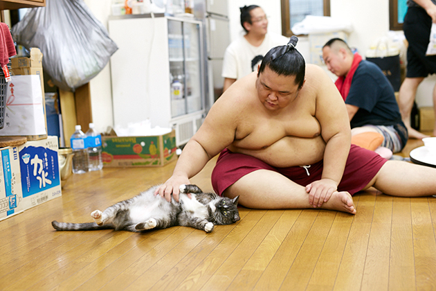 大相撲 荒汐部屋 モル Ilove Cat