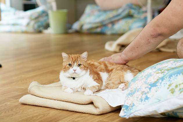 大相撲 荒汐部屋 モル Ilove Cat